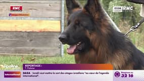 Loiret : un enfant tué par le chien familial, une enquête ouverte