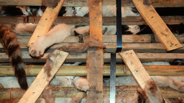 En Chine, la viande de chat est devenue très prisée.