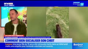 Le Café des Animaux: une bonne socialisation pour son chiot