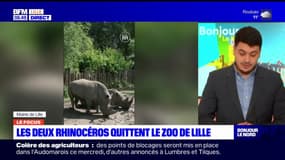 Lille: les deux rhinocéros blancs ont quitté le zoo
