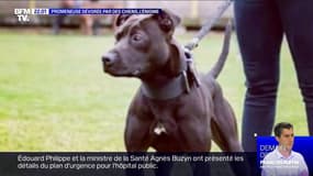 Promeneuse dévorée par des chiens, l'énigme