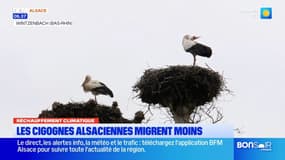 Réchauffement climatique: les cigognes migrent moins