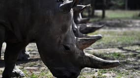 (Photo d'illustration) Des rhinocéros blancs au Kenya, dans la réserve privée de Ol-Pejeta  sur le plateau de Laikipia, le 28 mai 2019