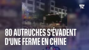 Chine: 80 autruches s'évadent d'une ferme et se baladent dans les rues
