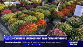 Sécheresse : une Toussaint sans chrysanthèmes ? - 22/10