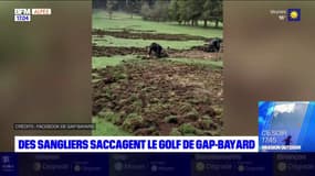 Hautes-Alpes: des sangliers saccagent le golf de Gap-Bayard