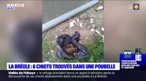 Alpes-de-Haute-Provence: six chiots retrouvés dans une poubelle à La Bréole
