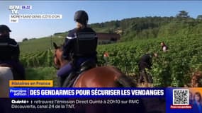 Patrouille à cheval, drone...Quand la gendarmerie sécurise les vendanges 