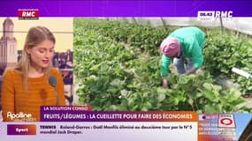 Fruits - Légumes : la cueillette pour faire des économies