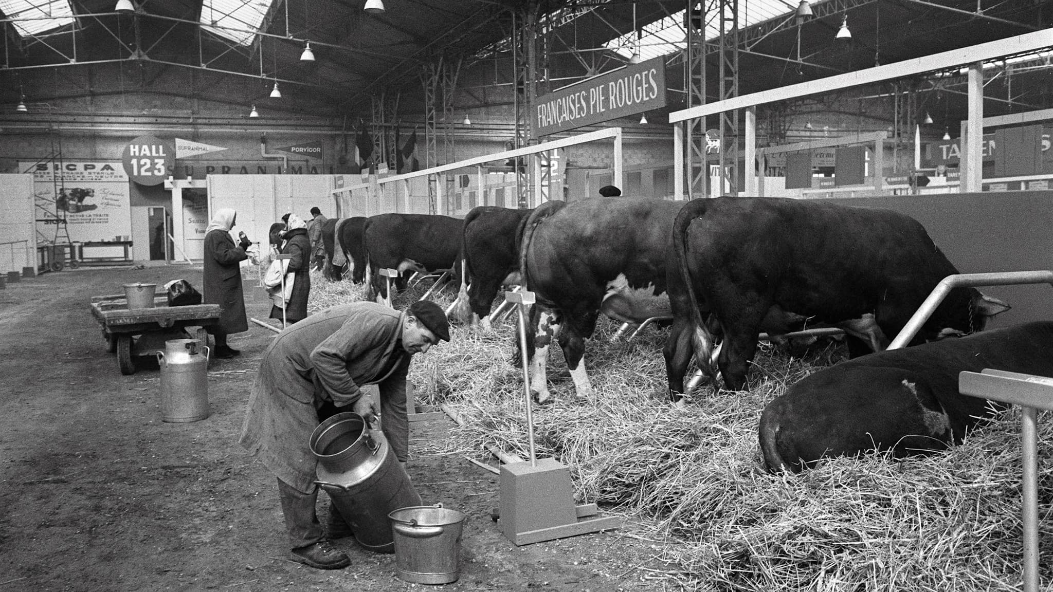 Un hall d'exposition transformé en étable, le 08 mars 1964, un jour avant l'ouverture du salon de l'agriculture au parc des expositions de la porte de Versailles à Paris.