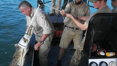 Le prince Harry a capturé un crocodile de plus de 3 mètres lors de son voyage en Australie.