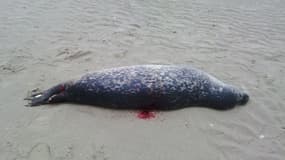 Un phoque abattu sur une plage du Pas-de-Calais