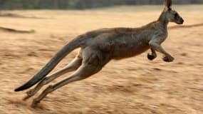 Un homme soupçonné d'avoir tranché la gorge d'un kangourou lors d'une scène dérangeante, filmée et postée sur les réseaux sociaux, a été inculpé par la justice australienne