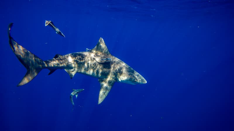 Des requin-bouledogues nagent au large des côtes de Jupiter, en Floride, le 12 février 2022.
