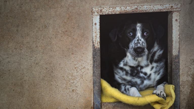 Un chien dans un refuge (image d'illustration).