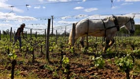 Exemple d'un cheval dans les vignes