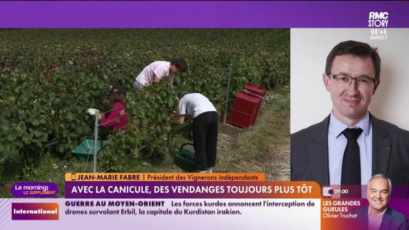 Vagues de chaleur à répétition : les vendanges déboussolées ?
