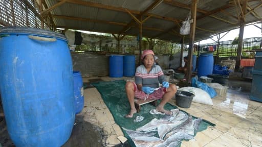 Des travailleurs indonésiens sèchent du poisson à Sidoarjo sur un terrain de la zone ravagée par un volacan de boue en 2006