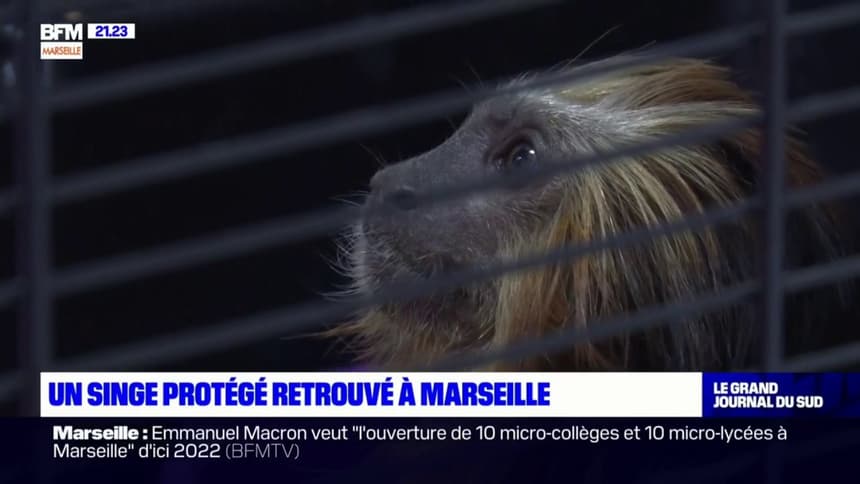 VIDEO. La SPA de Marseille récupère un singe à tête dorée volé, une espèce  en voie de disparition