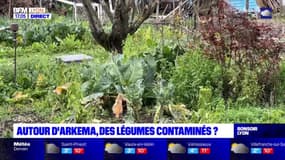 Pollution aux PFAS: la consommation de fruits et légumes du jardin déconseillée autour de l'usine Arkema