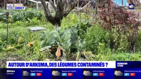 Pollution aux PFAS: la consommation de fruits et légumes du jardin déconseillée autour de l'usine Arkema