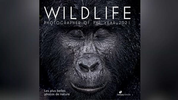 Majed Ali's photograph of a mountain gorilla, Kibande, in the rain in Bwindi Impenetrable Forest National Park, Uganda on the cover of the book "Wildlife".