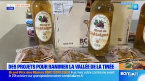 Vallée de la Tinée: la châtaigneraie, un projet lauréat pour l'après-tempête Alex
