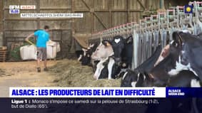 Alsace: les producteurs de lait en difficulté face à l'inflation