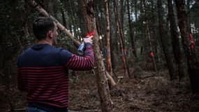 Un agent de la DRAAF effectuant un prélèvement sur un pin à Seignosse, dans les Landes, le 5 novembre 2025. 