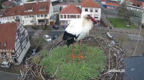 Une cigogne dans son nid au-dessus du toit de la mairie de Sarralbe (Moselle) le 30 janvier 2025.