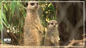 Au zoo de Vienne, les suricates s’amusent en famille