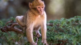 Un macaque (image d'illustration)