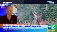 Côte d'Azur Découvertes du jeudi 3 octobre - Le brame du cerf dans la vallée de la Roya