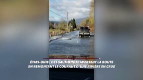 Des saumons traversent la route en remontant le courant d'une rivière en crue ! #USA #BourdinDirect