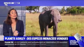 Le Zimbabwe vend des chasses à l’éléphant pour financer ses parcs nationaux