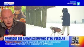 Le Café des Animaux: protéger ses compagnons face au froid et au verglas