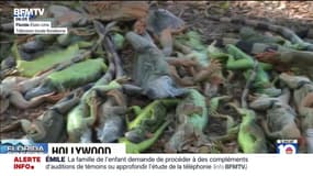 Tempête hivernale aux États-Unis: les iguanes tombent des arbres en Floride, paralysés par le froid