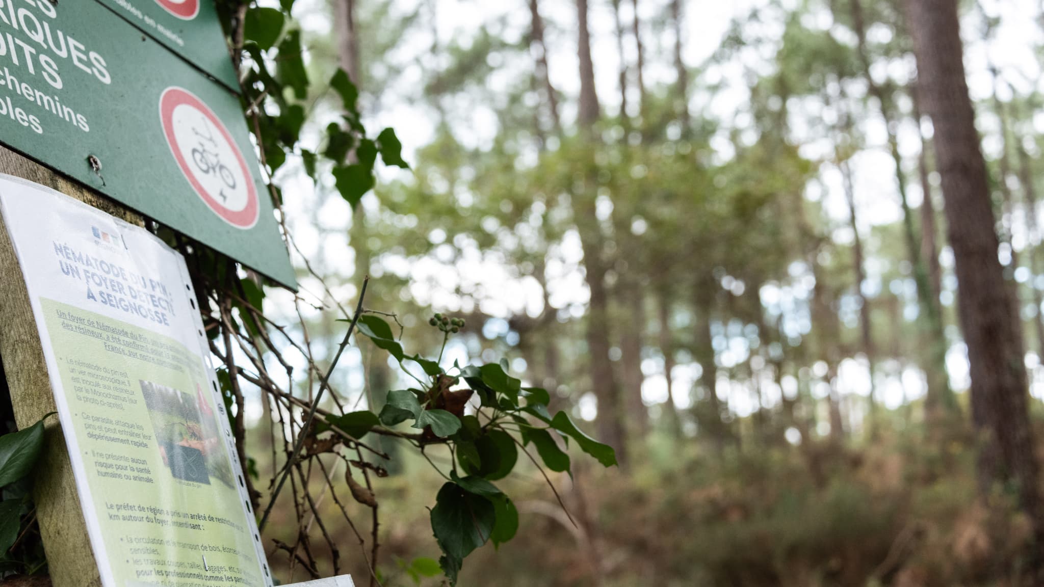 Un message à l'entrée de la zone infestée par le nématode du pin à Seignosse, dans les Landes, le 6 novembre 2025.