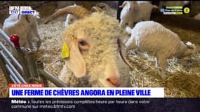 L'été chez nous: à la découverte d'un élevage de chèvres angora à Quesnoy-sur-Deûle