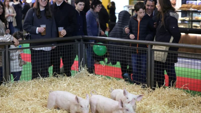 "On sait que le visiteur vient voir l'égérie et les vaches": l'absence de bovins fait chuter de 25% la fréquentation du Salon de l'Agriculture les quatre premiers jours