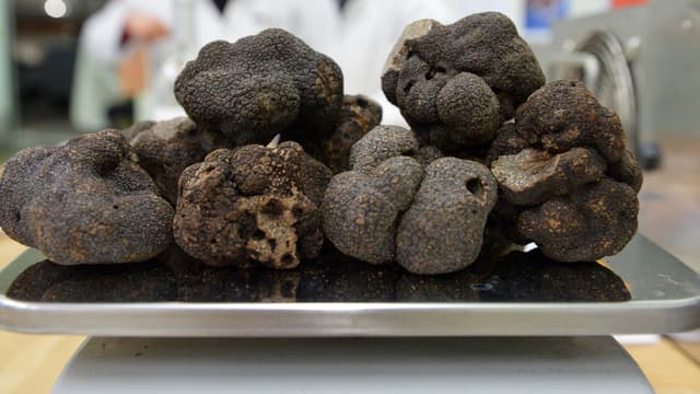 Des truffes. (image d'illustration) 