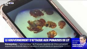 Le gouvernement lance un plan pour s'attaquer aux punaises de lit