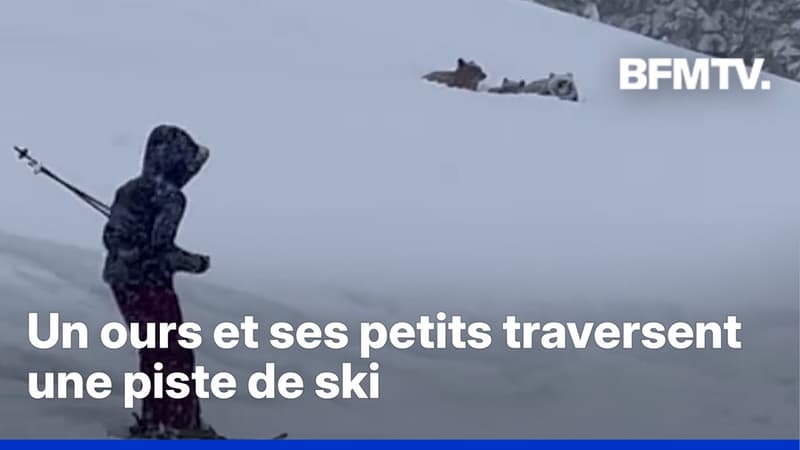 Un ours et ses petits traversent une piste de ski en Californie