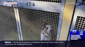 Marseille: les abandons d'animaux en hausse
