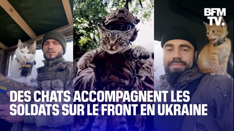 Ukraine: les chats, des alliés pour les soldats sur le front