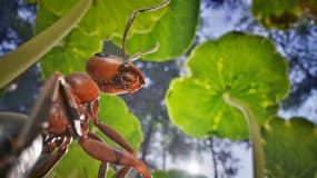 L'adaptation des Fourmis de Bernard Werber