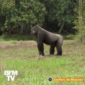 Deux gorilles du zoo de Beauval ont été réintroduites dans leur milieu naturel au Gabon