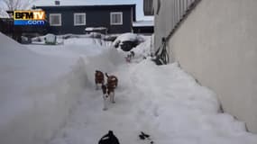 Un youtubeur expérimente la vie avec 16 chiots 