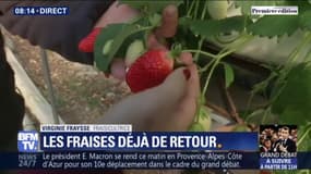 Nous sommes début mars, et les fraises sont déjà de retour