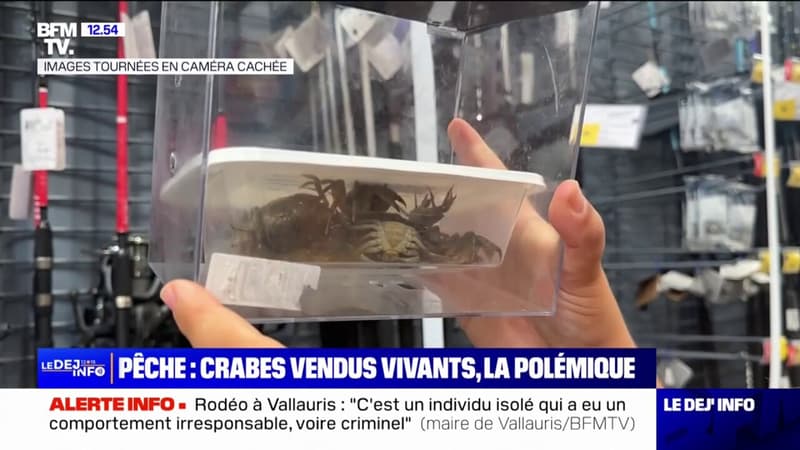 Pêche: des crabes vendus vivants dans des magasins Décathlon